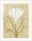 White Flower Pósters por David Col White Flower Pósters por David Col