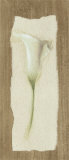 White Cala Lilly Láminas por Jose Gomez White Cala Lilly Láminas por Jose Gomez