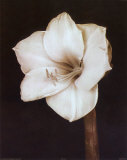 White Flower Art by Prades Fabregat