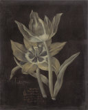 Tulip Prints by Stela Klein