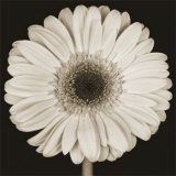 Daisy Láminas por Prades Fabregat