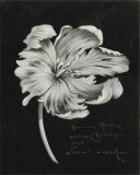 Flower Prints by Stela Klein