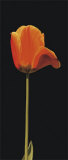 Orange Flower Posters par Prades Fabregat