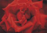 Rose rouge Affiche par Prades Fabregat