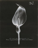 Cala Lilly Print by Stela Klein