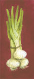 Onions Posters by Stela Klein