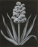 Flower Posters by Stela Klein