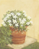 White Flowers in Bucket Prints by Cuca Garcia
