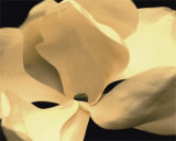 Fleur jaune Affiche par Nelson Figueredo