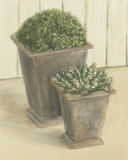 Plants in Pots Pósters por David Col Plants in Pots Pósters por David Col