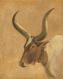 Brown Cow Prints by Klaus Gohlke