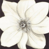 Fleur blanche Affiches par Cristina Valades