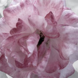 Pink Flower Posters by Prades Fabregat