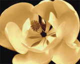 Yellow Flower Láminas por Nelson Figueredo