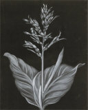 Flower Prints by Stela Klein