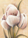 Tulipes Cremes Prints by Caroline Wenig Tulipes Cremes Prints by Caroline Wenig