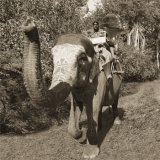 Man Riding Elephant Arte por Nelson Figueredo