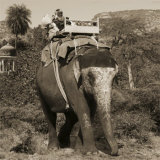Man with Beard Riding Elephant Pósters por Nelson Figueredo