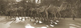 Camels and Man Láminas por Nelson Figueredo
