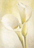 Callas blancs Affiche par Vivien White