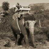 Man with Beard Riding Elephant Affiches par Nelson Figueredo