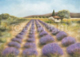 Champ de Lavande Posters by Caroline Wenig