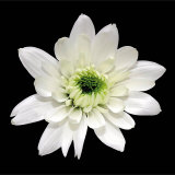 Monochrome Daisy Affiches par George Fossey