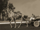 Camel Pulling Cart Posters par Nelson Figueredo