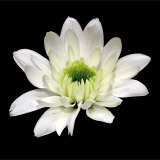Daisy Cup Prints by George Fossey
