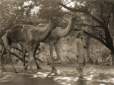 Two Camels and Man Arte por Nelson Figueredo