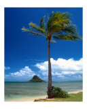 Palm Tree in Kaneohe Bay, Oahu Fotografie-Druck von George Oze