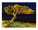 Divi divi Tree Aruba Fotografisk trykk av Christopher Brady