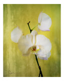 Steel and Orchid Photographic Print by Corrine Ellsworth