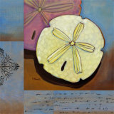 Sanibel Sand Dollar Prints by Paul Brent
