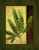 Fern Grotto II Prints by Delphine Corbin
