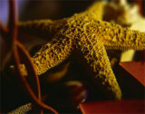 Starfish IV Posters by Philip Clayton-thompson