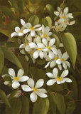 Clematis Posters by Fasani 
