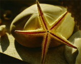 Starfish II Posters by Philip Clayton-thompson