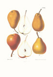 Pears Prints