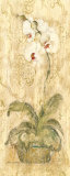 Esprit Phalaenopsis Panel Posters par Cheri Blum