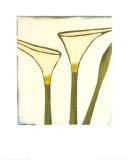 Arum, c.2003 Posters by Nicolas Le Beuan Bénic