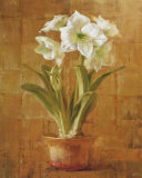 White Amaryllis on Bronze Affiches par Danhui Nai