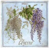 Glycine Posters by Vincent Jeannerot