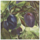 Prunes Posters by Clauva 