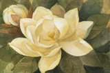 Majestic Magnolia Posters af Albena Hristova Majestic Magnolia Posters af Albena Hristova