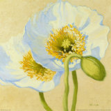 White Poppies III Poster by Shirley Novak