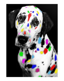Multi-colored Dalmatian Photographic Print by vincent abbey