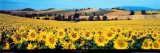 Sunflowers Field, Umbria Print by Philip Enticknap