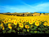 Campo de girasoles, Umbria Láminas por Philip Enticknap