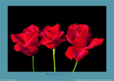 Red Roses Prints by Mina Selis